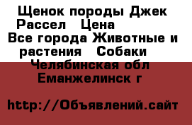 Щенок породы Джек Рассел › Цена ­ 50 000 - Все города Животные и растения » Собаки   . Челябинская обл.,Еманжелинск г.